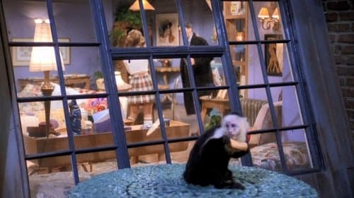 The One Where the Monkey Gets Away